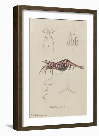 Bellidia Huntii: Shrimp-Philip Henry Gosse-Framed Giclee Print