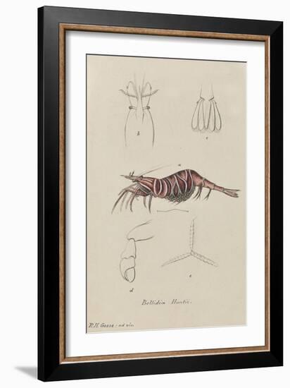 Bellidia Huntii: Shrimp-Philip Henry Gosse-Framed Giclee Print