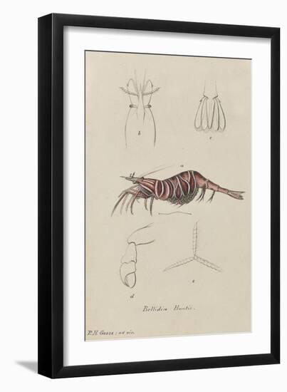Bellidia Huntii: Shrimp-Philip Henry Gosse-Framed Giclee Print