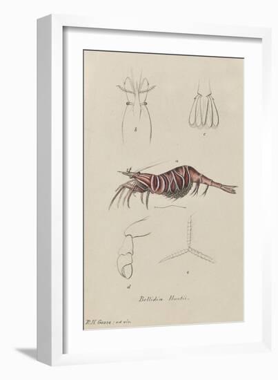 Bellidia Huntii: Shrimp-Philip Henry Gosse-Framed Giclee Print