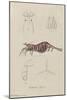 Bellidia Huntii: Shrimp-Philip Henry Gosse-Mounted Giclee Print
