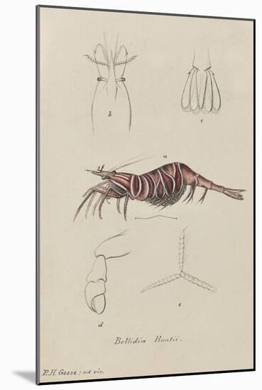 Bellidia Huntii: Shrimp-Philip Henry Gosse-Mounted Giclee Print