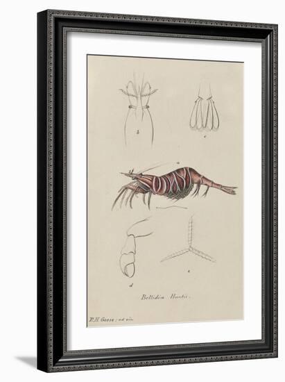 Bellidia Huntii: Shrimp-Philip Henry Gosse-Framed Giclee Print