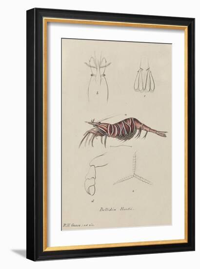 Bellidia Huntii: Shrimp-Philip Henry Gosse-Framed Giclee Print