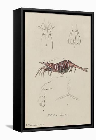 Bellidia Huntii: Shrimp-Philip Henry Gosse-Framed Premier Image Canvas