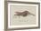 Bellidia Huntii: Shrimp-Philip Henry Gosse-Framed Giclee Print