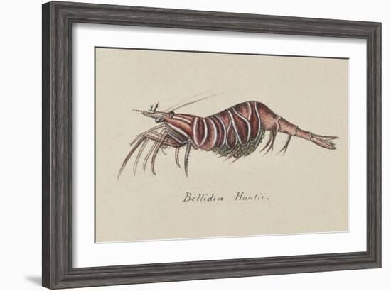 Bellidia Huntii: Shrimp-Philip Henry Gosse-Framed Giclee Print