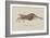 Bellidia Huntii: Shrimp-Philip Henry Gosse-Framed Giclee Print