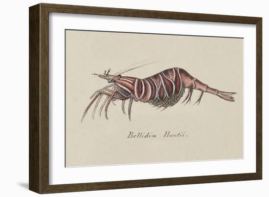 Bellidia Huntii: Shrimp-Philip Henry Gosse-Framed Giclee Print