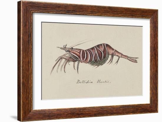 Bellidia Huntii: Shrimp-Philip Henry Gosse-Framed Giclee Print