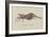 Bellidia Huntii: Shrimp-Philip Henry Gosse-Framed Giclee Print