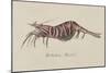 Bellidia Huntii: Shrimp-Philip Henry Gosse-Mounted Giclee Print