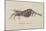 Bellidia Huntii: Shrimp-Philip Henry Gosse-Mounted Giclee Print