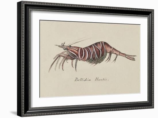 Bellidia Huntii: Shrimp-Philip Henry Gosse-Framed Giclee Print