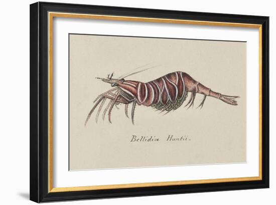 Bellidia Huntii: Shrimp-Philip Henry Gosse-Framed Giclee Print