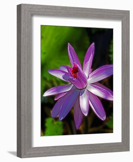 Bellingrath Gardens in Theodore, Alabama, USA-Joe Restuccia III-Framed Photographic Print