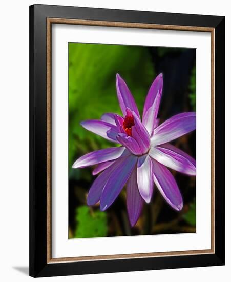 Bellingrath Gardens in Theodore, Alabama, USA-Joe Restuccia III-Framed Photographic Print