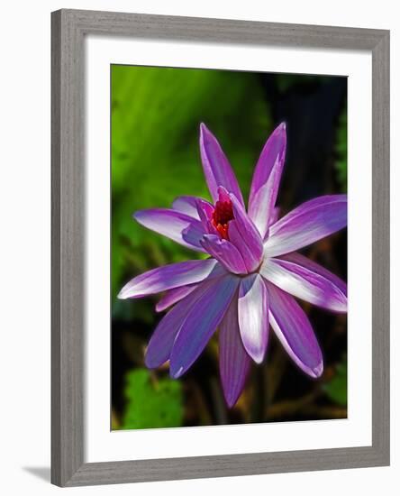 Bellingrath Gardens in Theodore, Alabama, USA-Joe Restuccia III-Framed Photographic Print