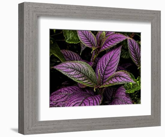 Bellingrath Gardens in Theodore, Alabama, USA-Joe Restuccia III-Framed Photographic Print