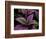 Bellingrath Gardens in Theodore, Alabama, USA-Joe Restuccia III-Framed Photographic Print