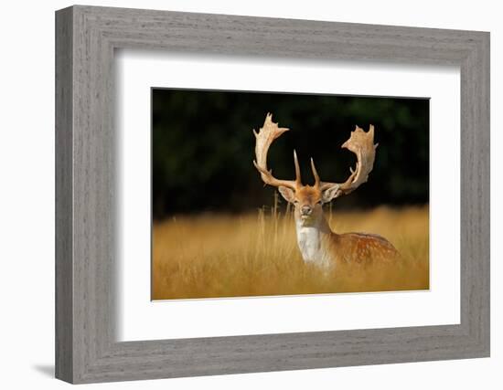 Bellow Majestic Powerful Adult Fallow Deer, Dama Dama, in Autumn Forest, Dyrehave, Denmark. Wildlif-Ondrej Prosicky-Framed Photographic Print