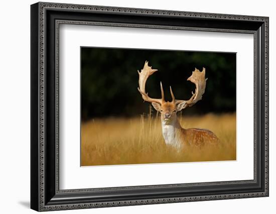 Bellow Majestic Powerful Adult Fallow Deer, Dama Dama, in Autumn Forest, Dyrehave, Denmark. Wildlif-Ondrej Prosicky-Framed Photographic Print