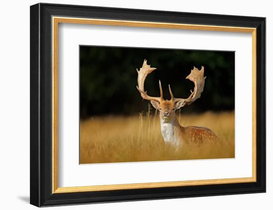 Bellow Majestic Powerful Adult Fallow Deer, Dama Dama, in Autumn Forest, Dyrehave, Denmark. Wildlif-Ondrej Prosicky-Framed Photographic Print