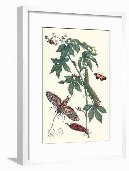 Bellyache Bush with a Giant Sphinx Moth and a Metalmark Butterfly-Maria Sibylla Merian-Framed Art Print