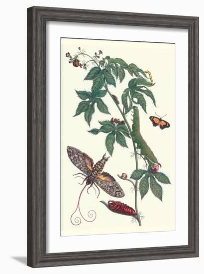 Bellyache Bush with a Giant Sphinx Moth and a Metalmark Butterfly-Maria Sibylla Merian-Framed Art Print