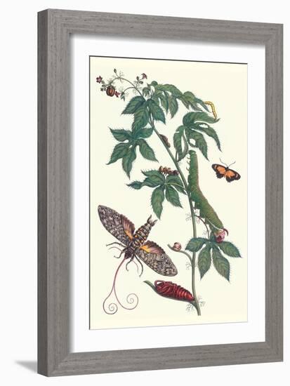 Bellyache Bush with a Giant Sphinx Moth and a Metalmark Butterfly-Maria Sibylla Merian-Framed Art Print