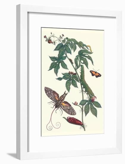 Bellyache Bush with a Giant Sphinx Moth and a Metalmark Butterfly-Maria Sibylla Merian-Framed Art Print