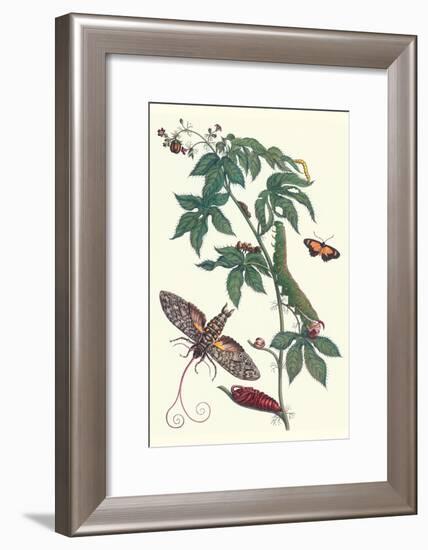 Bellyache Bush with a Giant Sphinx Moth and a Metalmark Butterfly-Maria Sibylla Merian-Framed Art Print