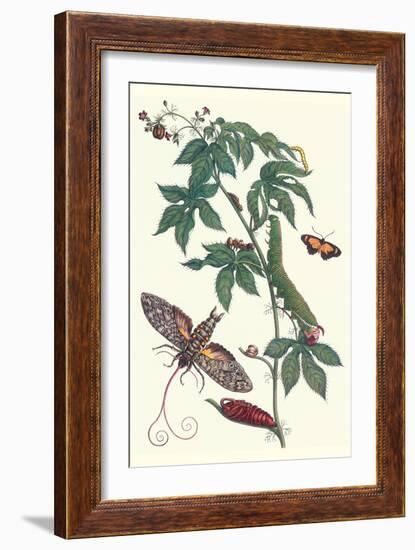 Bellyache Bush with a Giant Sphinx Moth and a Metalmark Butterfly-Maria Sibylla Merian-Framed Art Print