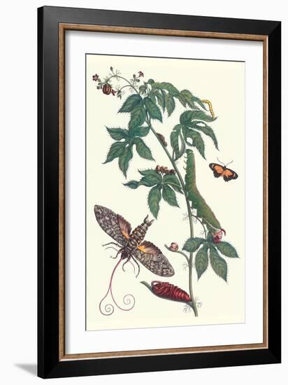 Bellyache Bush with a Giant Sphinx Moth and a Metalmark Butterfly-Maria Sibylla Merian-Framed Art Print
