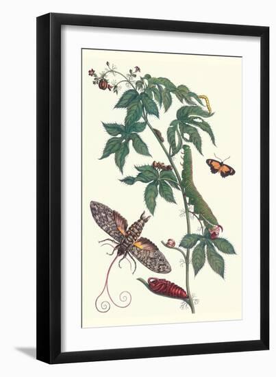 Bellyache Bush with a Giant Sphinx Moth and a Metalmark Butterfly-Maria Sibylla Merian-Framed Art Print