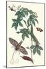 Bellyache Bush with a Giant Sphinx Moth and a Metalmark Butterfly-Maria Sibylla Merian-Mounted Art Print