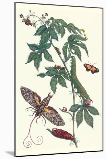 Bellyache Bush with a Giant Sphinx Moth and a Metalmark Butterfly-Maria Sibylla Merian-Mounted Art Print