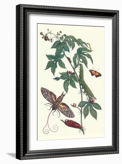 Bellyache Bush with a Giant Sphinx Moth and a Metalmark Butterfly-Maria Sibylla Merian-Framed Art Print