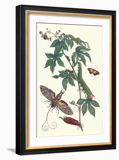 Bellyache Bush with a Giant Sphinx Moth and a Metalmark Butterfly-Maria Sibylla Merian-Framed Art Print