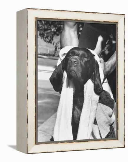 Bellybutton Dried after Retrieving Bone from Pool-Ralph Crane-Framed Premier Image Canvas