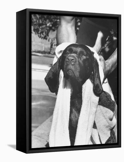 Bellybutton Dried after Retrieving Bone from Pool-Ralph Crane-Framed Premier Image Canvas