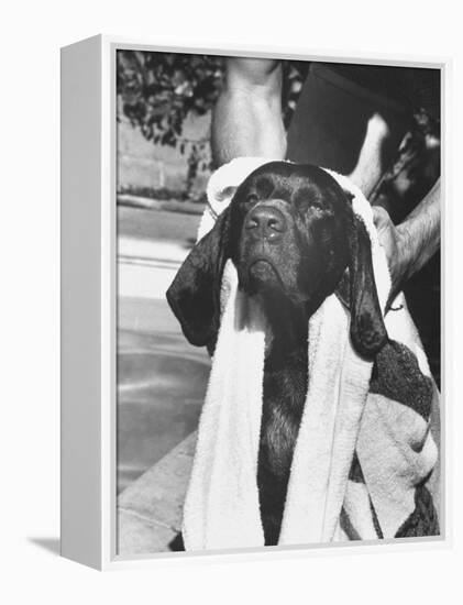 Bellybutton Dried after Retrieving Bone from Pool-Ralph Crane-Framed Premier Image Canvas