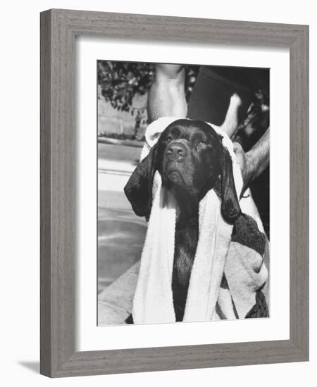 Bellybutton Dried after Retrieving Bone from Pool-Ralph Crane-Framed Photographic Print