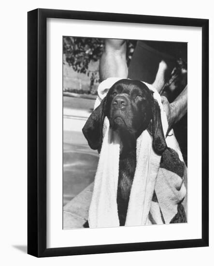 Bellybutton Dried after Retrieving Bone from Pool-Ralph Crane-Framed Photographic Print