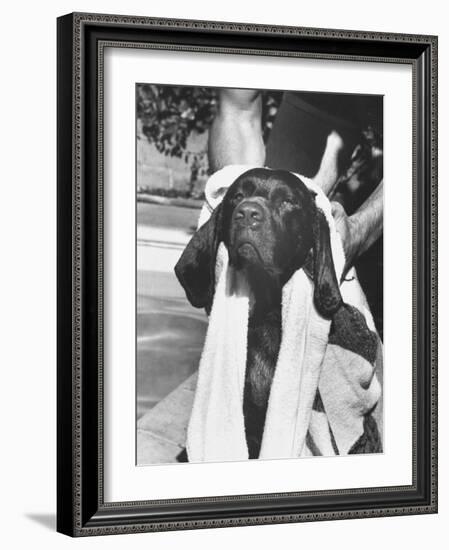 Bellybutton Dried after Retrieving Bone from Pool-Ralph Crane-Framed Photographic Print