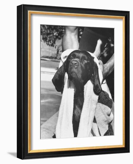 Bellybutton Dried after Retrieving Bone from Pool-Ralph Crane-Framed Photographic Print