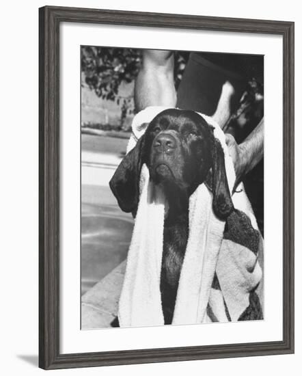 Bellybutton Dried after Retrieving Bone from Pool-Ralph Crane-Framed Photographic Print