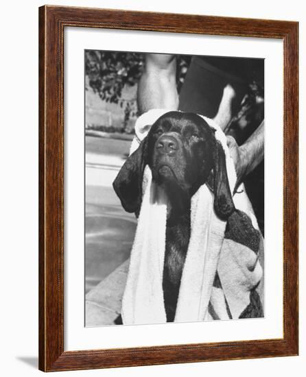 Bellybutton Dried after Retrieving Bone from Pool-Ralph Crane-Framed Photographic Print