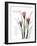 Beloved Crocus-Albert Koetsier-Framed Art Print