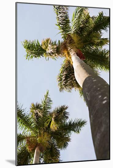 Below the Palms II-Karyn Millet-Mounted Photo